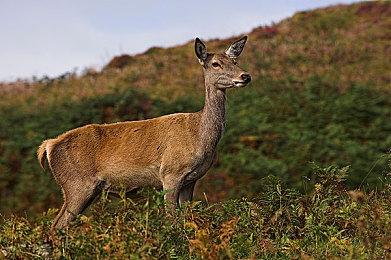 《宝可梦：剑＆盾》新宝可梦配信活动 冠军“勾魂眼”免费送